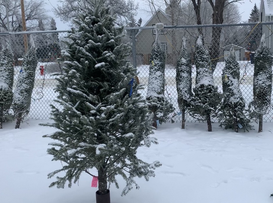 Only a few trees left at the Young Fellows lot